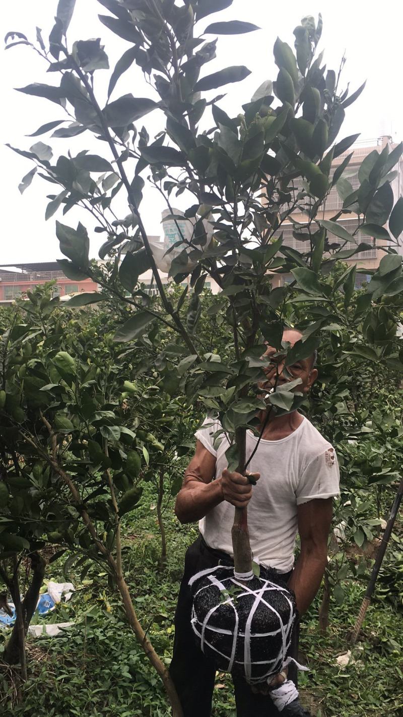 产地直发爆汁葡萄柚苗.甜葡萄柚苗.品质纯正葡萄柚可签合同