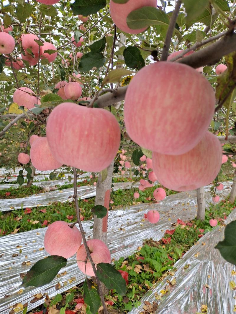 红富士苹果80mm以上纸袋