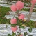红富士苹果80mm以上纸袋