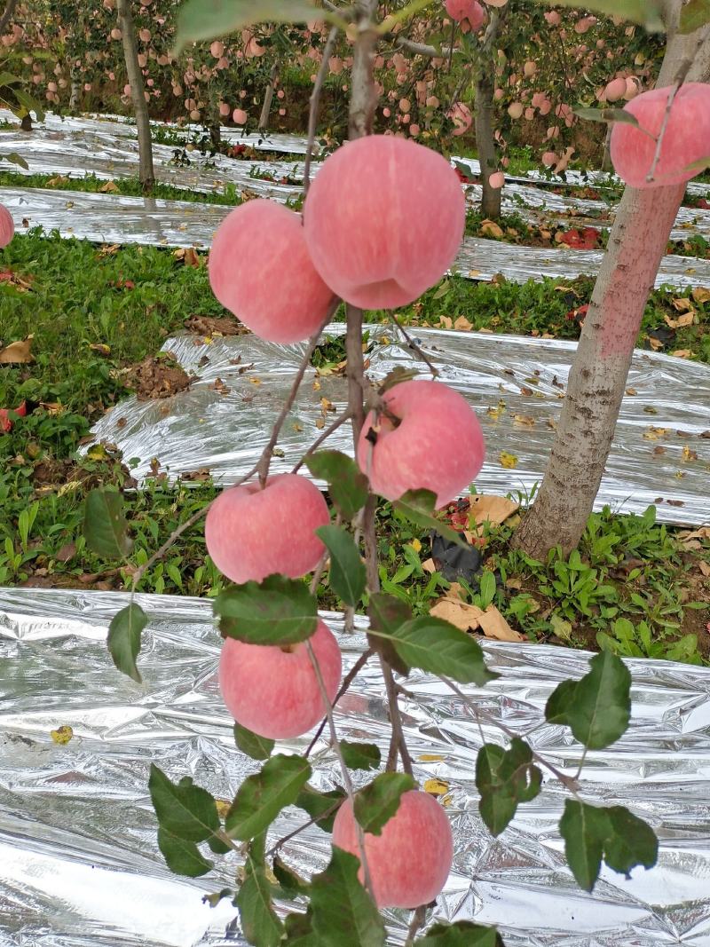 红富士苹果80mm以上纸袋