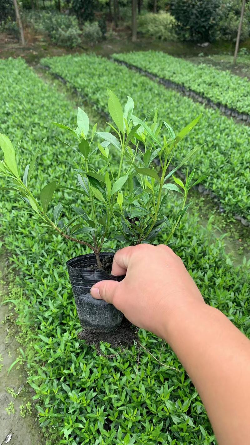 小叶栀子大叶栀子都有货
