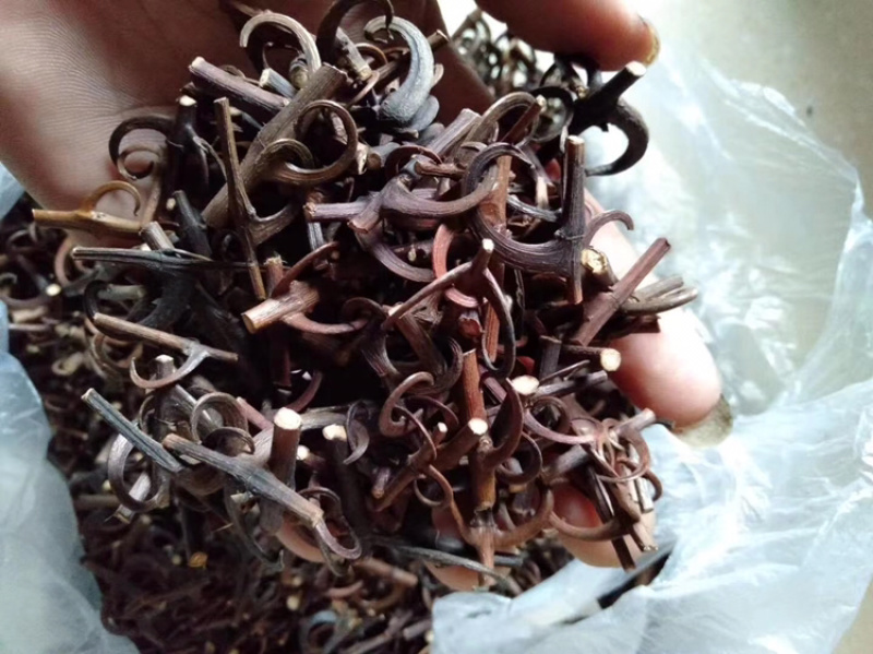 钩藤双钩全钩规格齐全批发零售