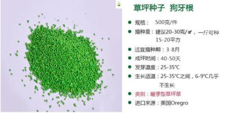 进口狗牙根草坪种子巴根草种籽四季常青护坡固土草籽耐旱