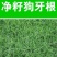 进口狗牙根草坪种子巴根草种籽四季常青护坡固土草籽耐旱