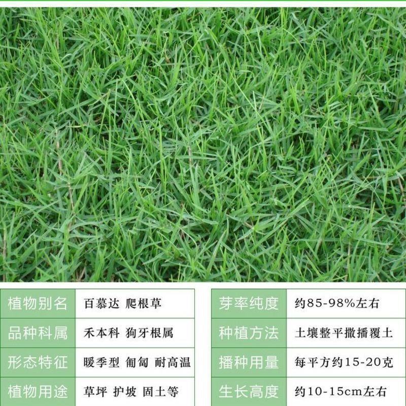 进口狗牙根草坪种子巴根草种籽四季常青护坡固土草籽耐旱