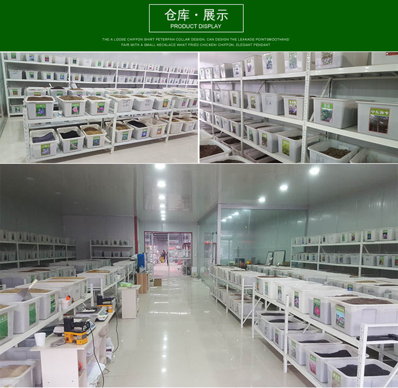 进口狗牙根草坪种子巴根草种籽四季常青护坡固土草籽耐旱
