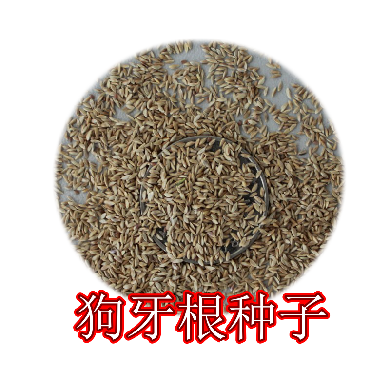 进口狗牙根草坪种子巴根草种籽四季常青护坡固土草籽耐旱