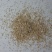进口狗牙根草坪种子巴根草种籽四季常青护坡固土草籽耐旱