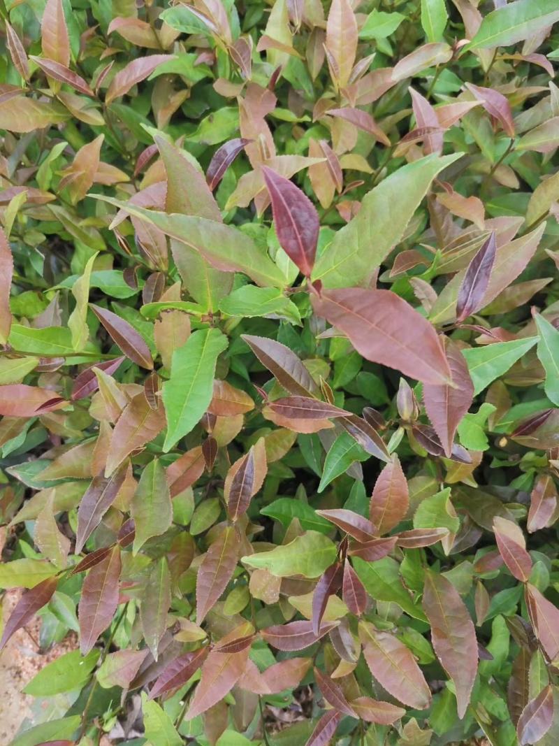 【顺丰包邮】批发紫鹃茶苗福建福安茶树苗一年生冬插苗扦插繁