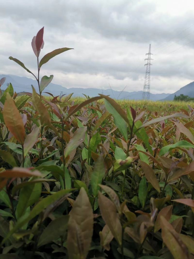 【顺丰包邮】批发紫鹃茶苗福建福安茶树苗一年生冬插苗扦插繁