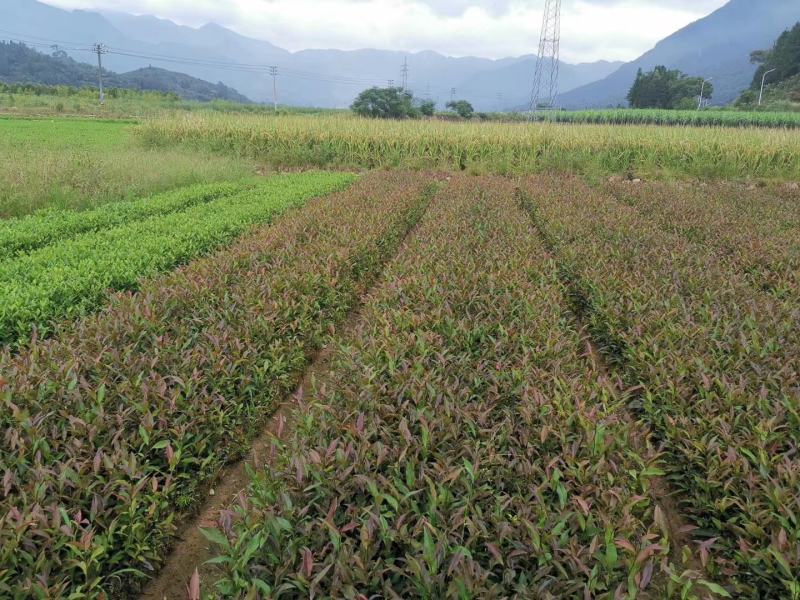 【顺丰包邮】批发紫鹃茶苗福建福安茶树苗一年生冬插苗扦插繁