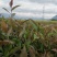 2020紫鹃茶苗种一年生茶树苗绿茶春茶新茶苗圃批发