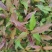2020紫鹃茶苗种一年生茶树苗绿茶春茶新茶苗圃批发