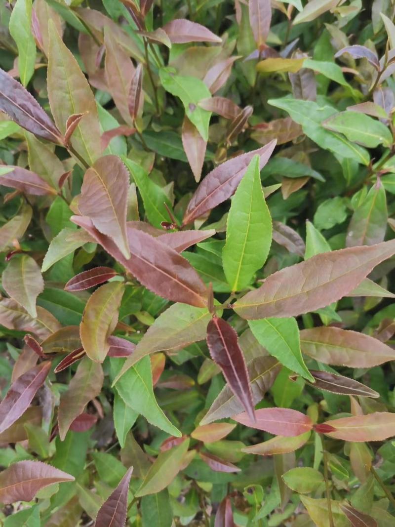 2020紫鹃茶苗种一年生茶树苗绿茶春茶新茶苗圃批发