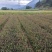 2020紫鹃茶苗种一年生茶树苗绿茶春茶新茶苗圃批发