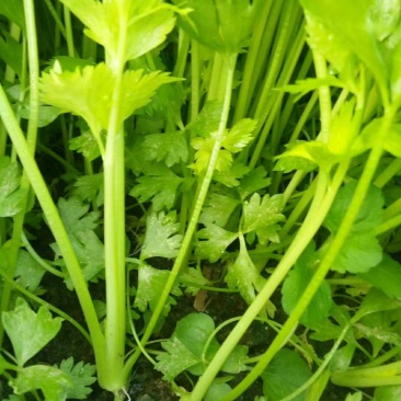 砀山宿州市砀山县芹菜苗