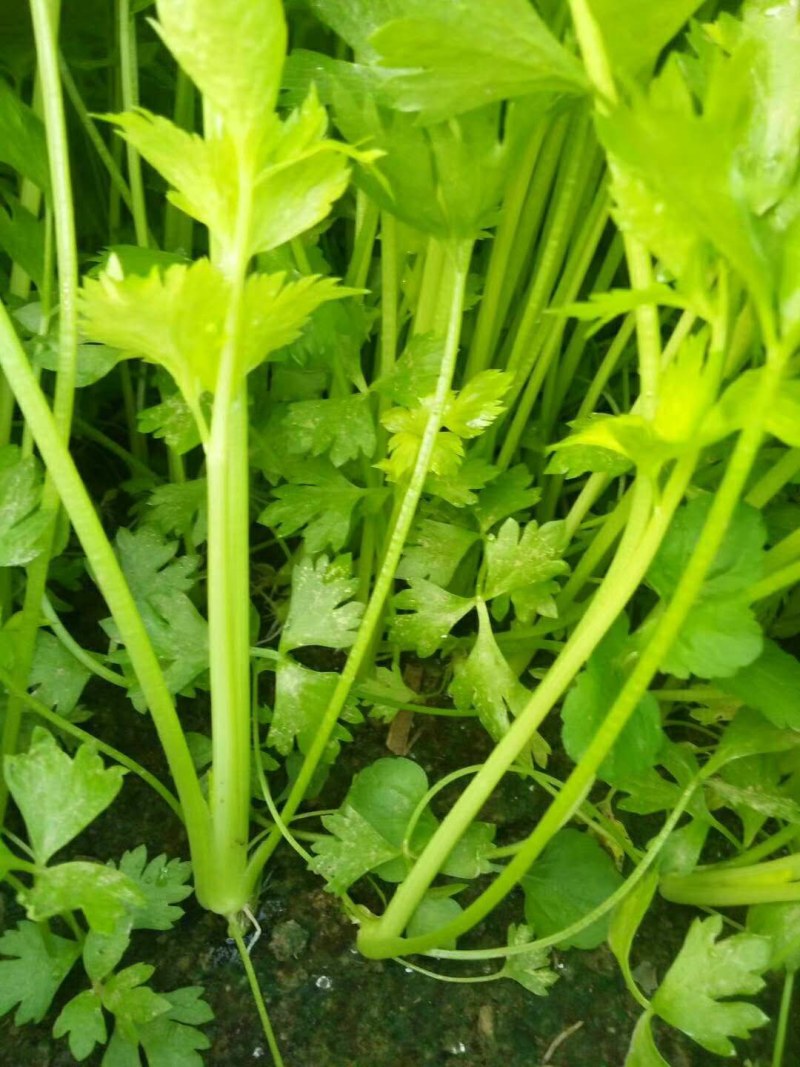 砀山宿州市砀山县芹菜苗