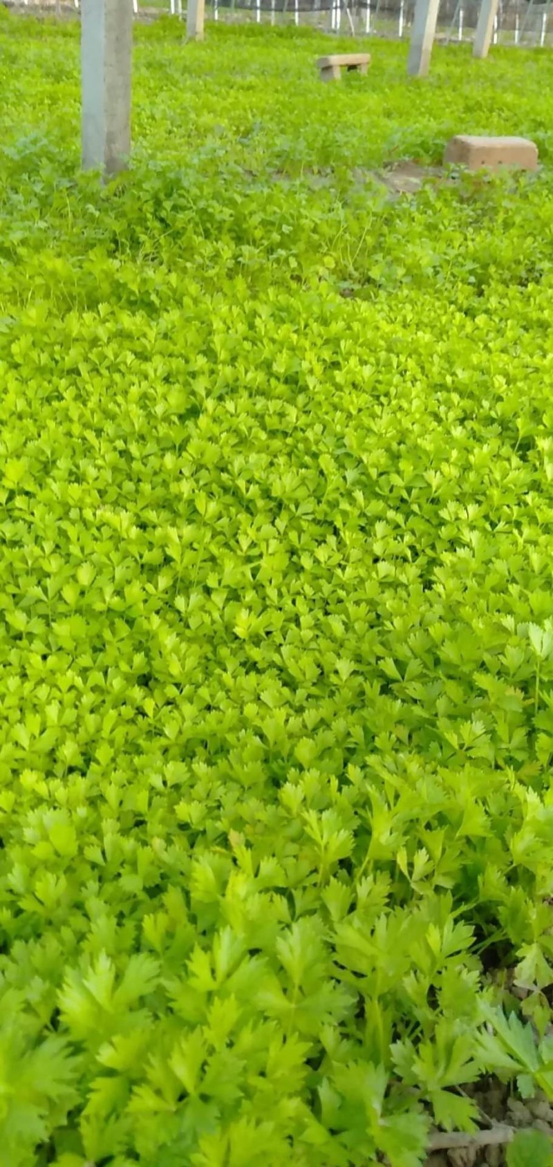 砀山宿州市砀山县芹菜苗