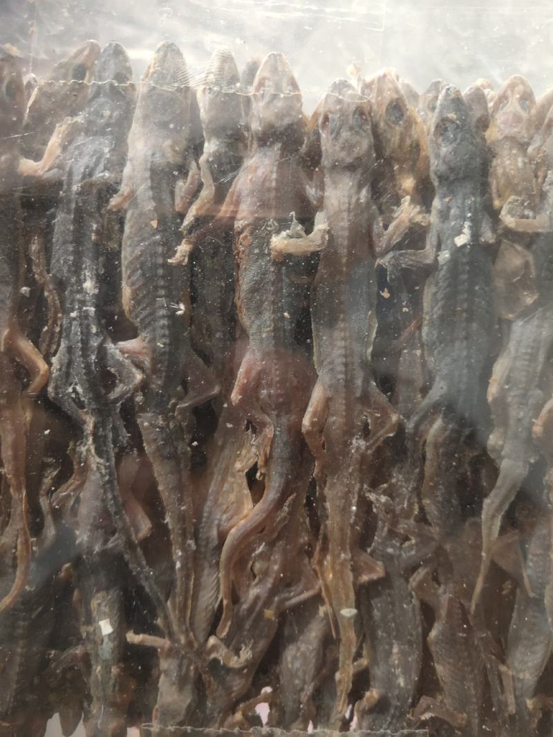 壁虎有名天龙，守宫关书药业专注品质如图所示一手货源