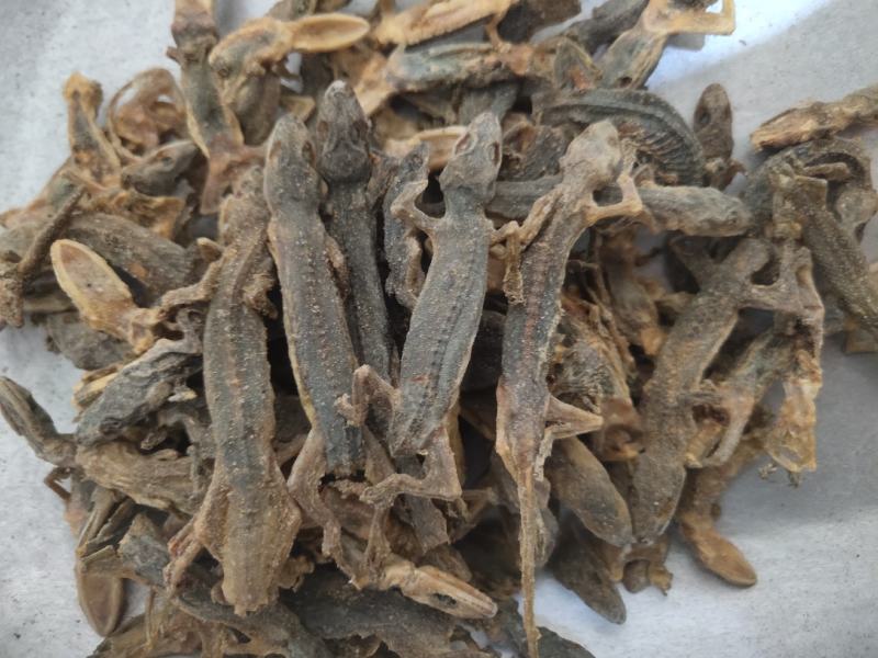 壁虎有名天龙，守宫关书药业专注品质如图所示一手货源
