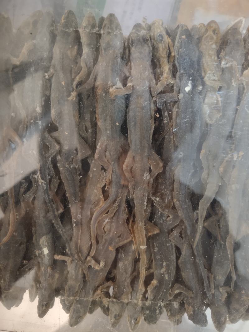壁虎有名天龙，守宫关书药业专注品质如图所示一手货源