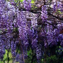 新采紫藤种子春播多年生爬藤植物垂吊紫藤萝花种耐寒庭院花卉