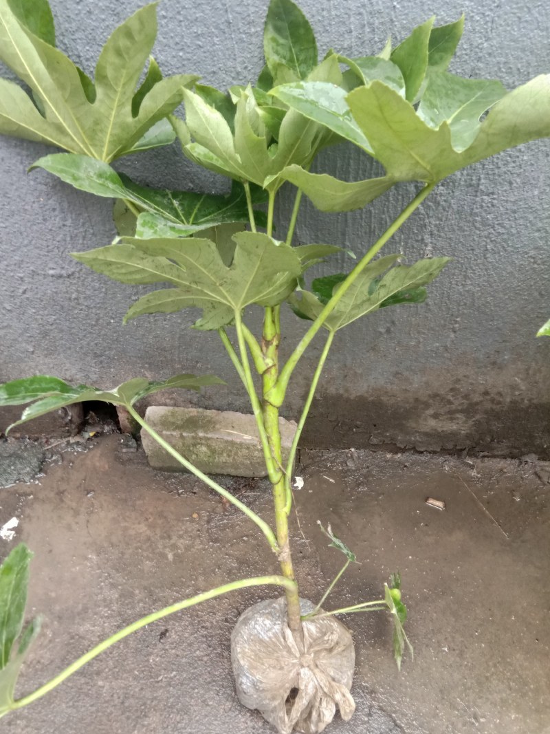 供应各种规格八角金盘，期待和您合作得愉快