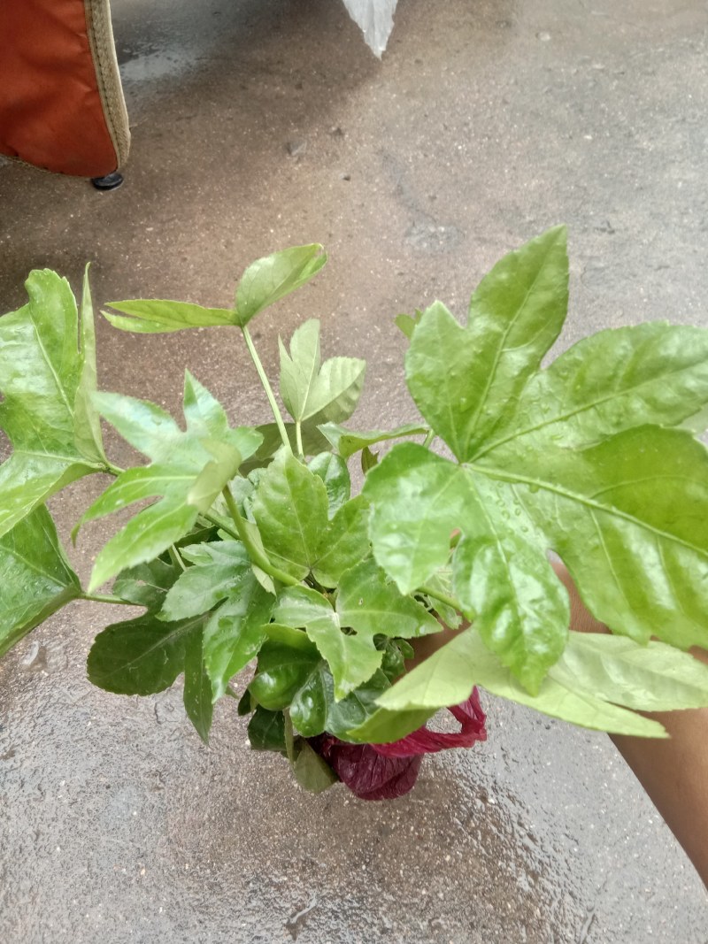 供应各种规格八角金盘，期待和您合作得愉快