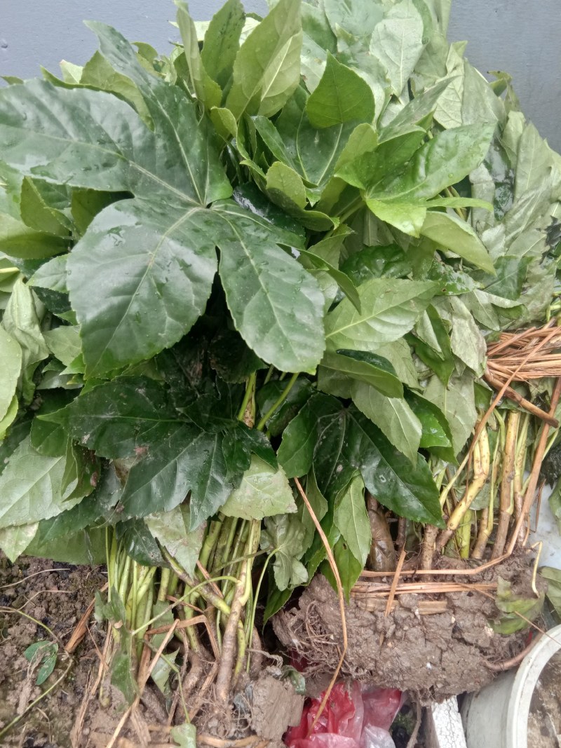 供应各种规格八角金盘，期待和您合作得愉快