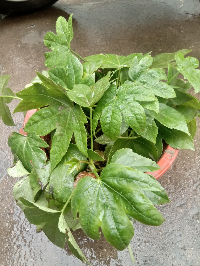 供应各种规格八角金盘，期待和您合作得愉快