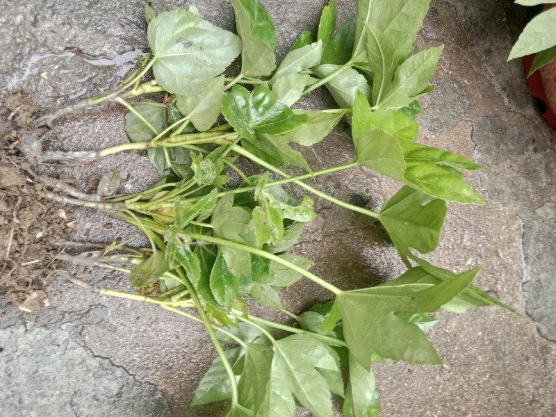 供应各种规格八角金盘，期待和您合作得愉快
