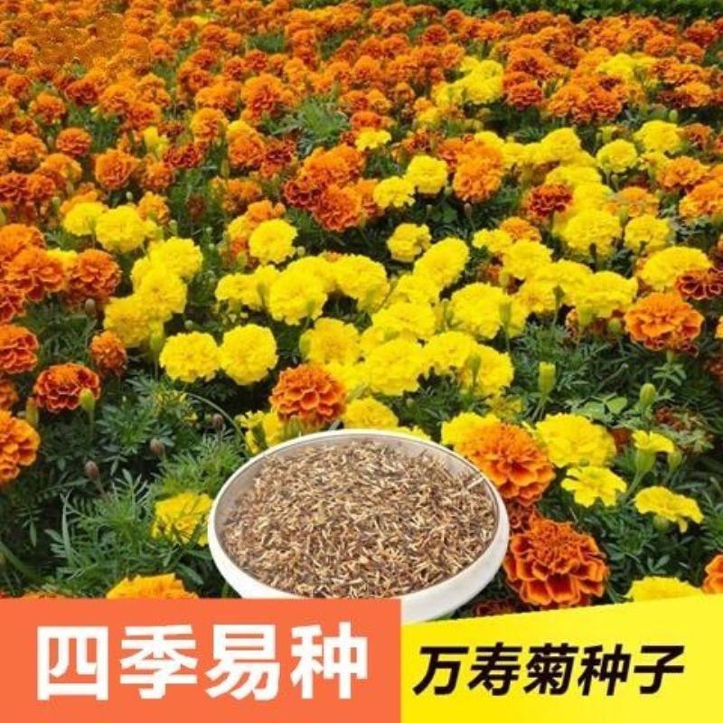 万寿菊种子混色四季种臭菊野菊花籽花海景观庭院工程绿化花草