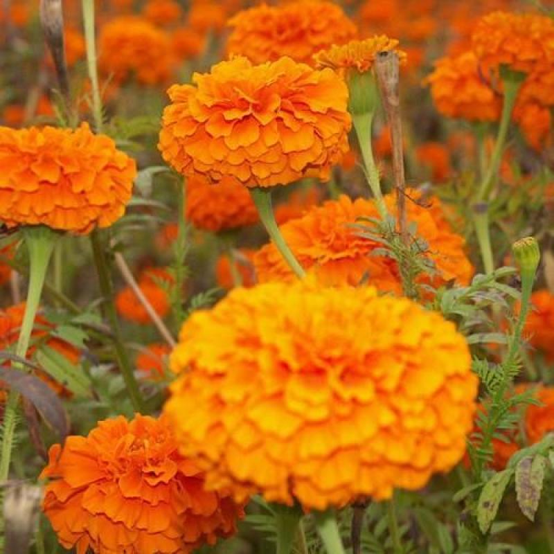万寿菊种子混色四季种臭菊野菊花籽花海景观庭院工程绿化花草