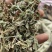 紫花地丁，新货，关书药业批发中药材………
