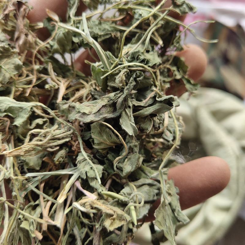 紫花地丁，新货，关书药业批发中药材………