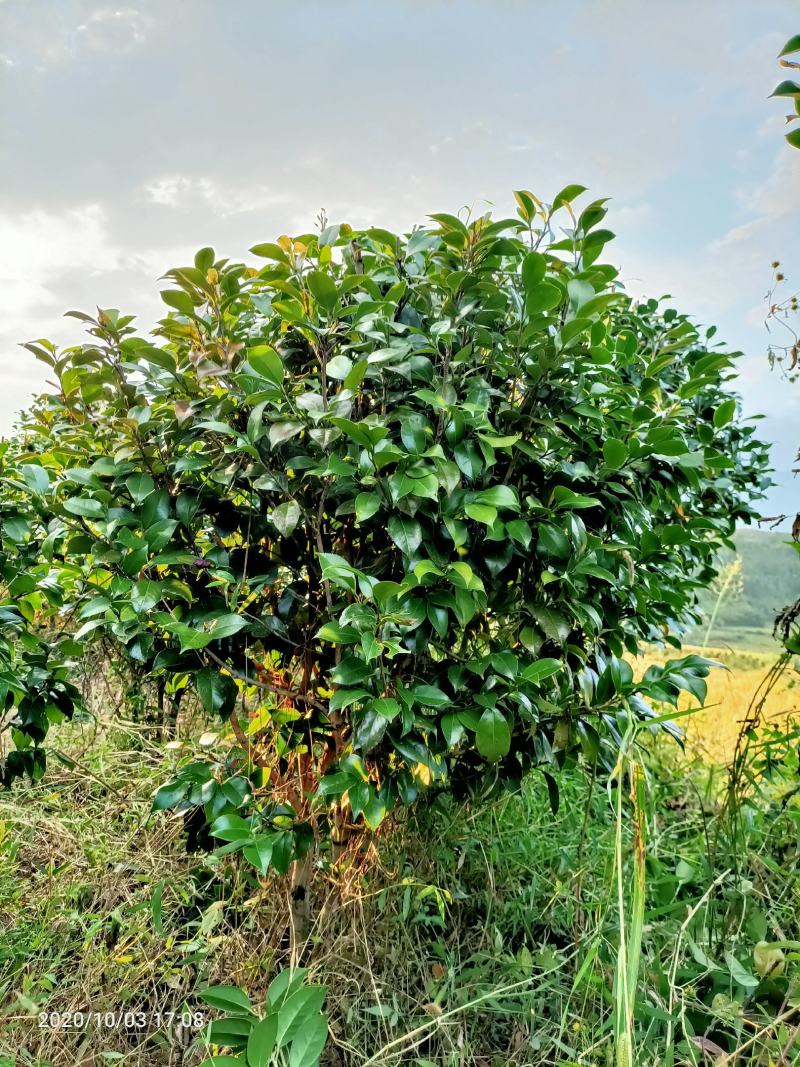 茶花球，茶花树，大茶花，山茶花，规格冠幅80c～150