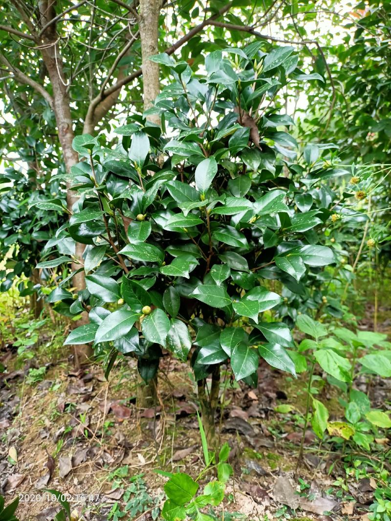 茶花球，茶花树，大茶花，山茶花，规格冠幅80c～150