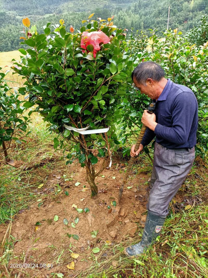 茶花球，茶花树，大茶花，山茶花，规格冠幅80c～150
