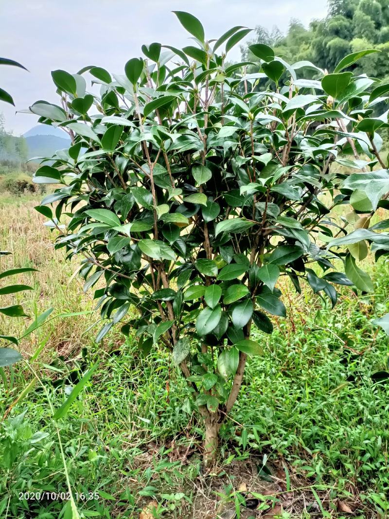 茶花球，茶花树，大茶花，山茶花，规格冠幅80c～150
