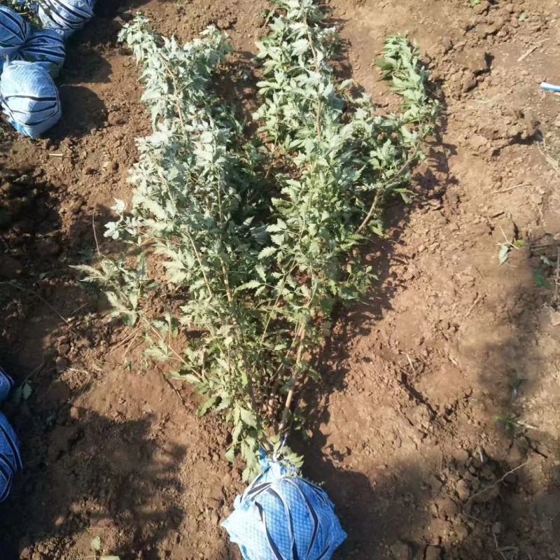 黄荆苗荆条苗黄荆荆条（蜜源植物）坝堤和荒山绿化树种