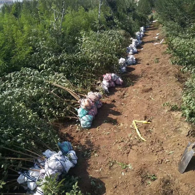 黄荆苗荆条苗黄荆荆条（蜜源植物）坝堤和荒山绿化树种