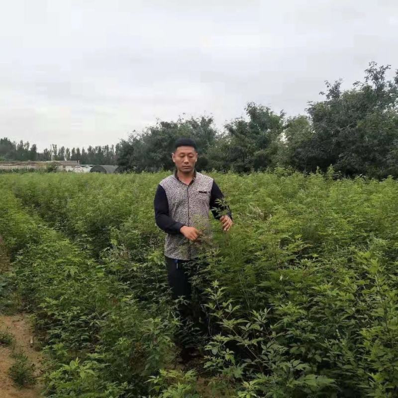 黄荆苗荆条苗黄荆荆条（蜜源植物）坝堤和荒山绿化树种