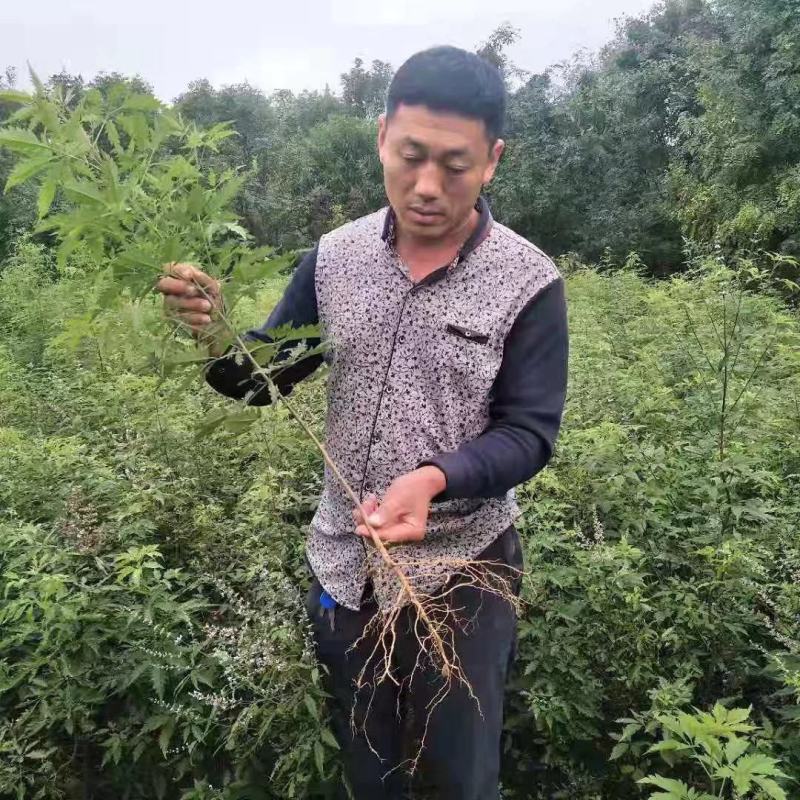 黄荆苗荆条苗黄荆荆条（蜜源植物）坝堤和荒山绿化树种