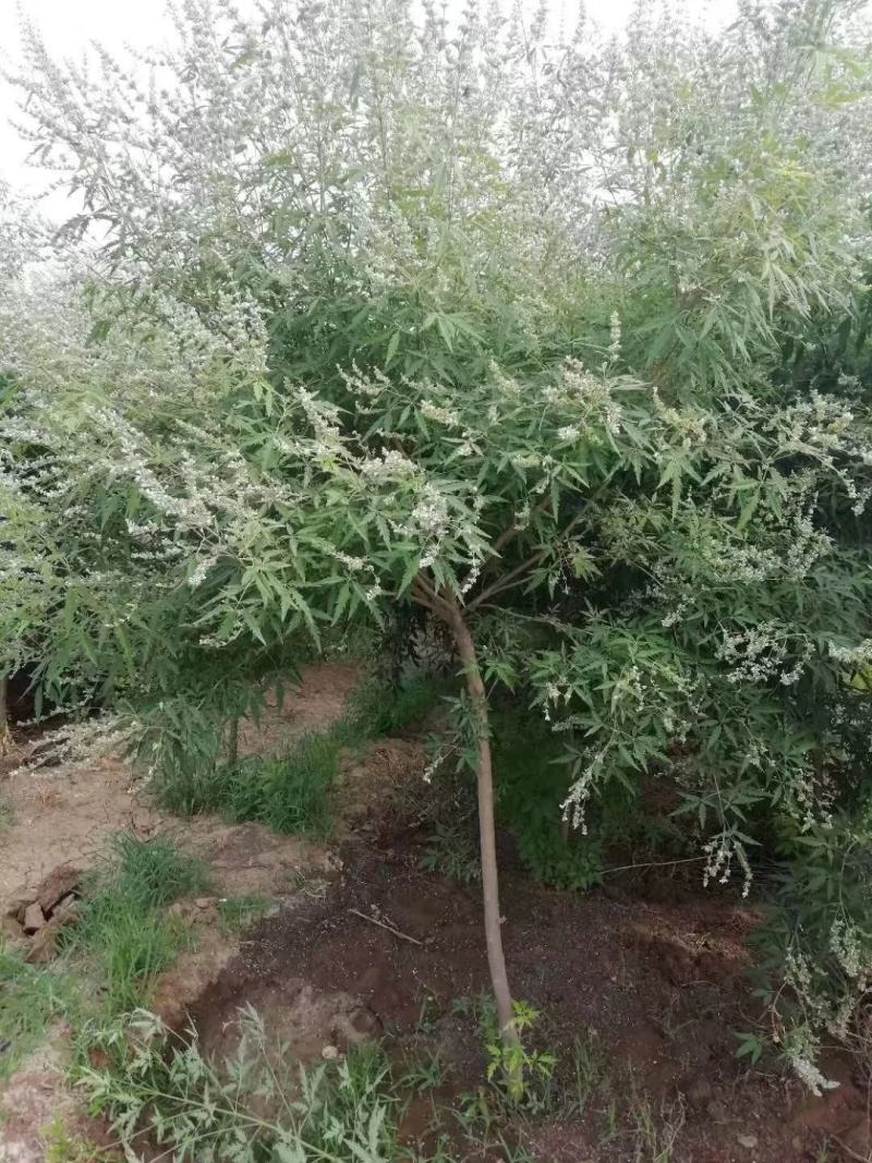 黄荆苗荆条苗黄荆荆条（蜜源植物）坝堤和荒山绿化树种