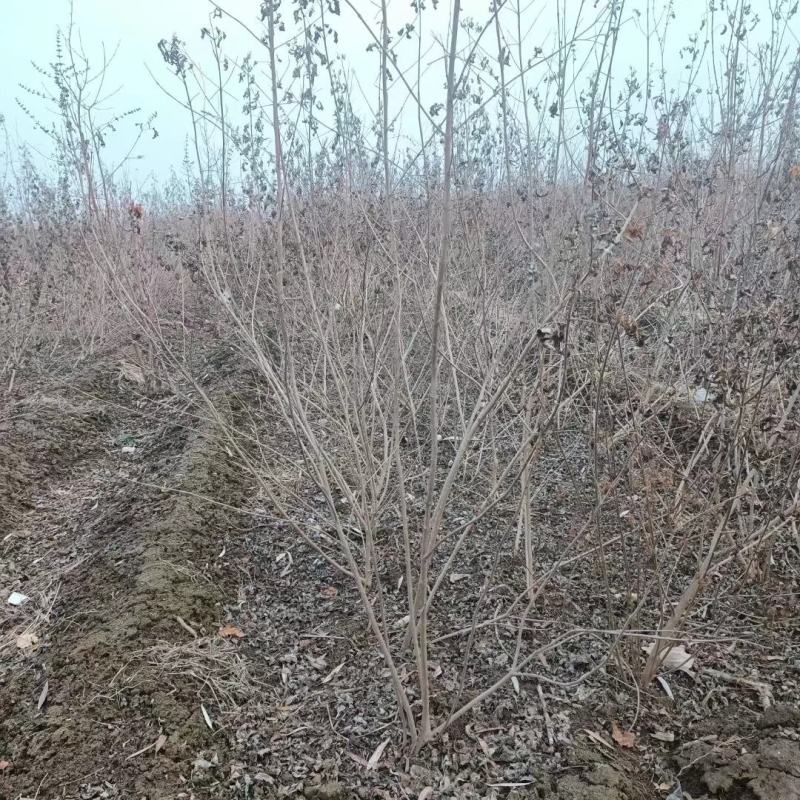 黄荆苗荆条苗黄荆荆条（蜜源植物）坝堤和荒山绿化树种
