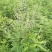 黄荆苗荆条苗黄荆荆条（蜜源植物）坝堤和荒山绿化树种