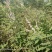 黄荆苗荆条苗黄荆荆条（蜜源植物）坝堤和荒山绿化树种