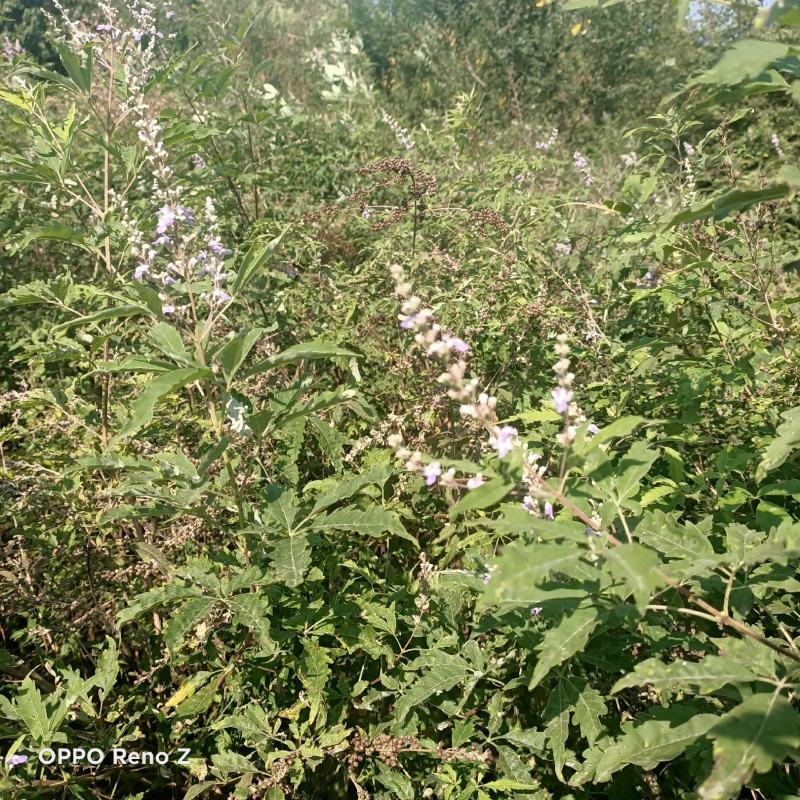 黄荆苗荆条苗黄荆荆条（蜜源植物）坝堤和荒山绿化树种