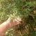 黄荆苗荆条苗黄荆荆条（蜜源植物）坝堤和荒山绿化树种