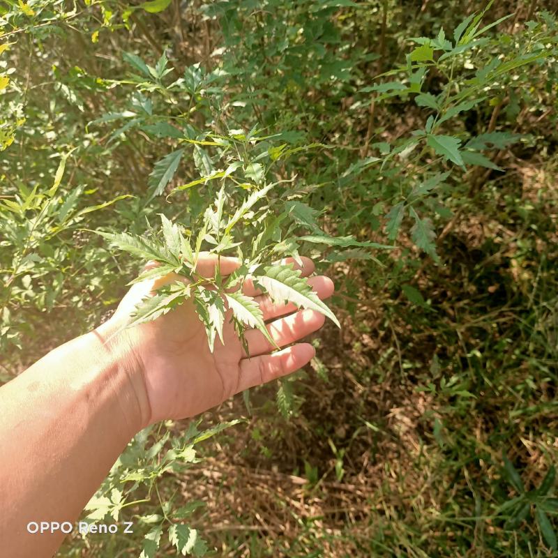 黄荆苗荆条苗黄荆荆条（蜜源植物）坝堤和荒山绿化树种